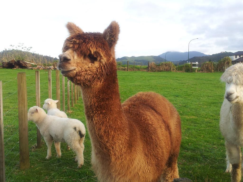 The Little Farm Coromandel Hotell Eksteriør bilde