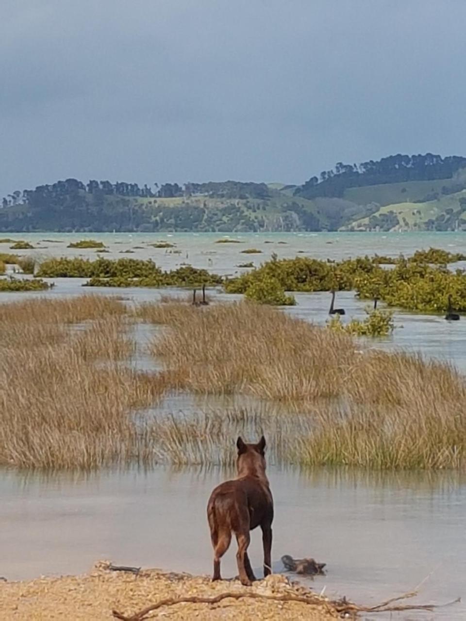 The Little Farm Coromandel Hotell Eksteriør bilde